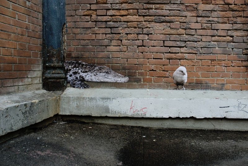 Diaporama La jungle animale et urbaine - Le crocodile et le poussin, rue Ronsard. | Photo Sophie photographe