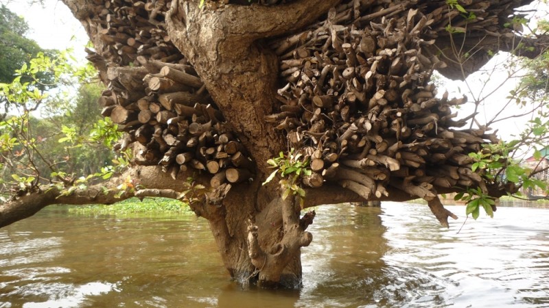 Diaporama Les maisons plantées dans l'eau  - [Cambodge] La réserve de bois | Amélie Roux