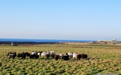 Diaporama Une île au large de l'espoir - | Photo www.iledequemenes.fr