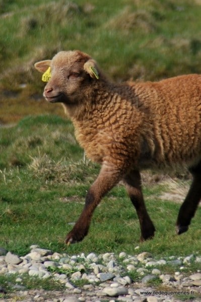 Diaporama Une île au large de l'espoir - | Photo www.iledequemenes.fr