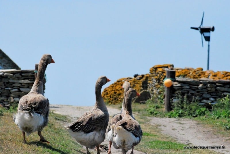 Diaporama Une île au large de l'espoir - | Photo www.iledequemenes.fr