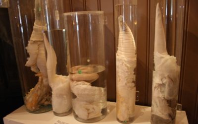 Diaporama Longue "vit" au musée des phallus - Photo de Melkorka Magnúsdóttir