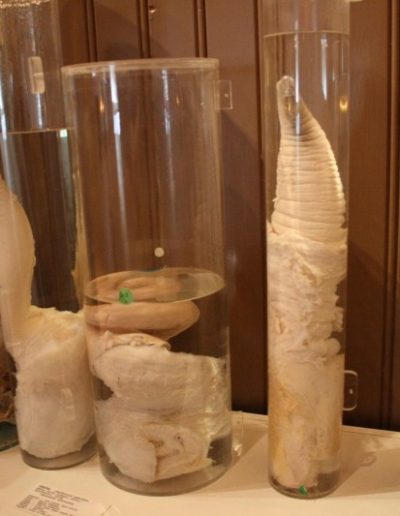 Diaporama Longue "vit" au musée des phallus - Photo de Melkorka Magnúsdóttir