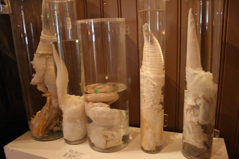 Longue « vit » au musée des phallus