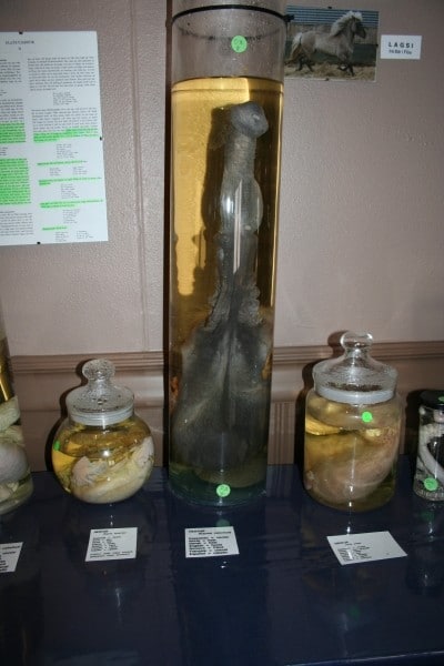 Diaporama Longue "vit" au musée des phallus - Photo de Melkorka Magnúsdóttir