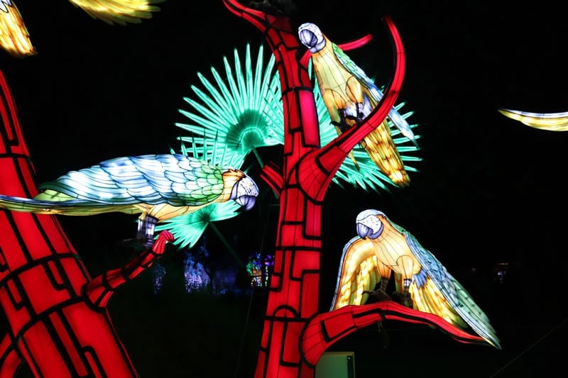 Diaporama Espèces en voie d'illumination, dernières lueurs avant extinction - Aras à l'expo Espèces en voie d'illumination