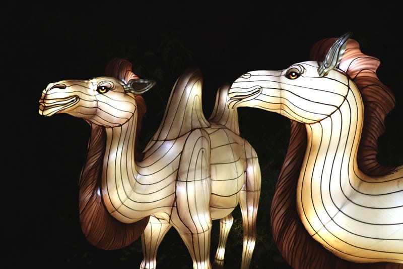 Diaporama Espèces en voie d'illumination, dernières lueurs avant extinction - Chameaux à l'expo Espèces en voie d'illumination