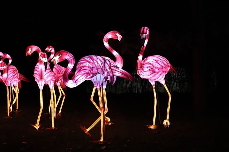 Diaporama Espèces en voie d'illumination, dernières lueurs avant extinction - Flamants roses à l'expo Espèces en voie d'illumination