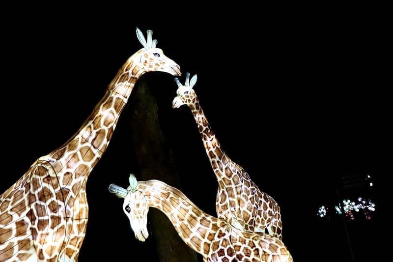 Diaporama Espèces en voie d'illumination, dernières lueurs avant extinction - Girafes à l'expo Espèces en voie d'illumination