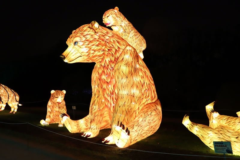 Diaporama Espèces en voie d'illumination, dernières lueurs avant extinction - Ours bruns à l'expo Espèces en voie d'illumination