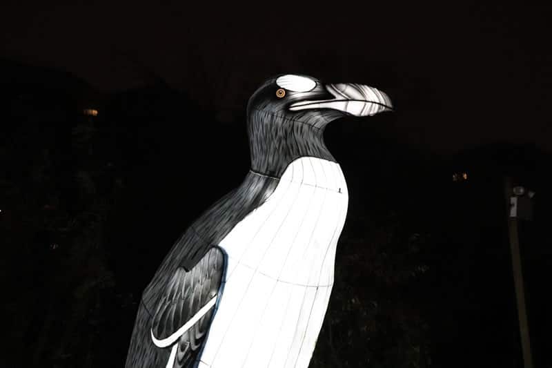Diaporama Espèces en voie d'illumination, dernières lueurs avant extinction - Grand pingouin à l'expo Espèces en voie d'illumination