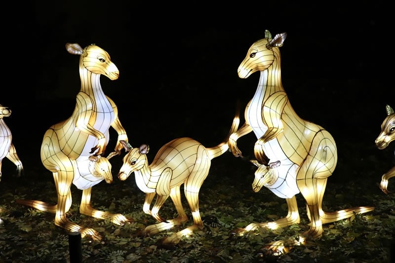 Diaporama Espèces en voie d'illumination, dernières lueurs avant extinction - Grands kangourous à l'expo Espèces en voie d'illumination