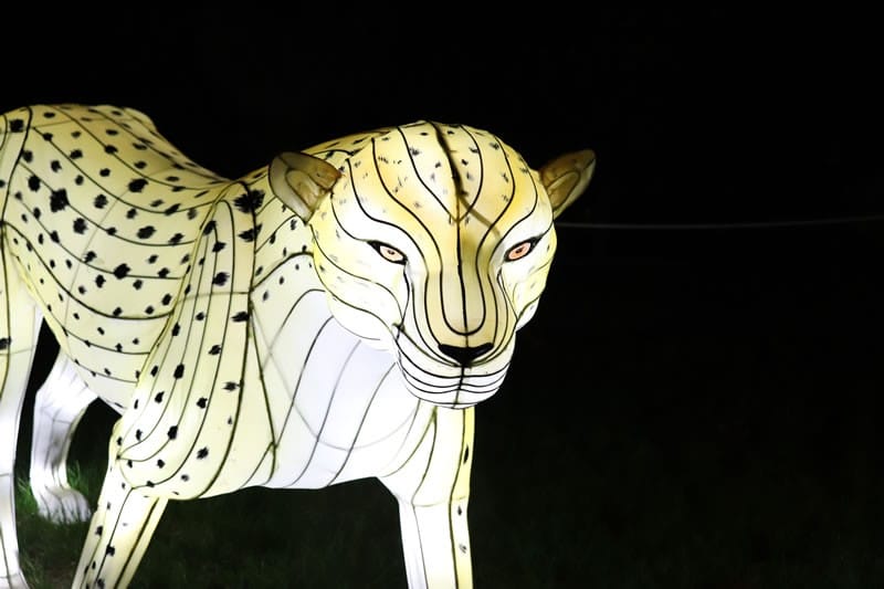 Diaporama Espèces en voie d'illumination, dernières lueurs avant extinction - Guépard à l'expo Espèces en voie d'illumination