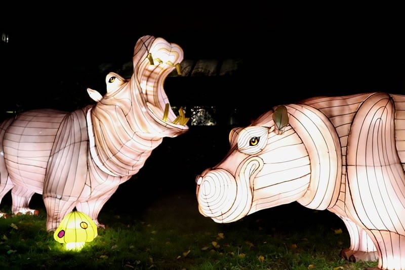 Diaporama Espèces en voie d'illumination, dernières lueurs avant extinction - Hippopotames à l'expo Espèces en voie d'illumination