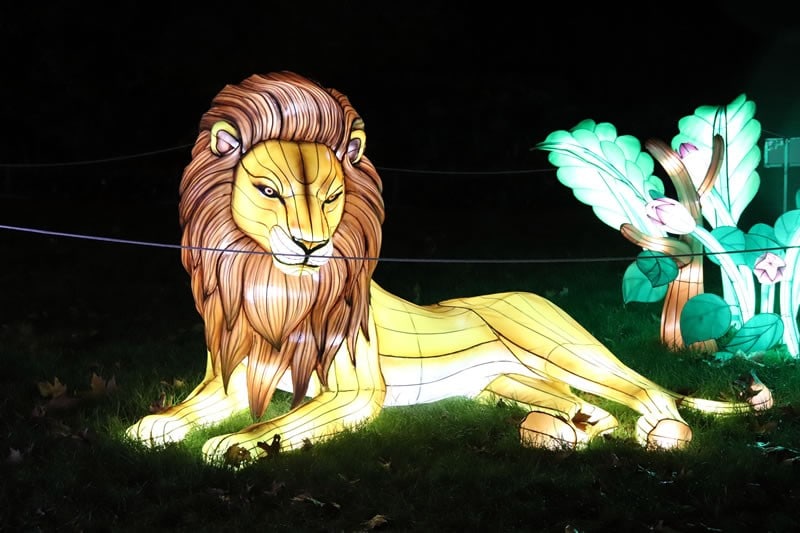 Diaporama Espèces en voie d'illumination, dernières lueurs avant extinction - Lion à l'expo Espèces en voie d'illumination