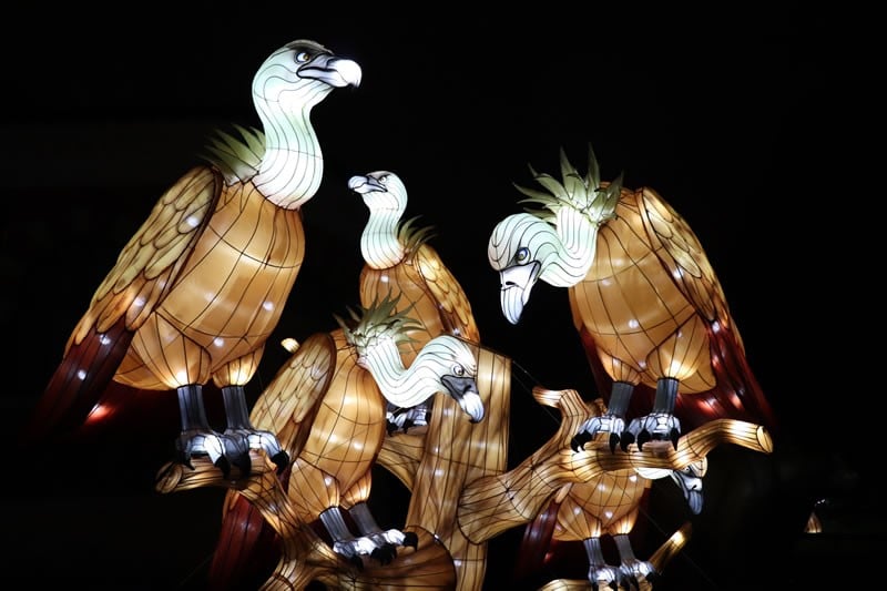 Diaporama Espèces en voie d'illumination, dernières lueurs avant extinction - Vautours à l'expo Espèces en voie d'illumination