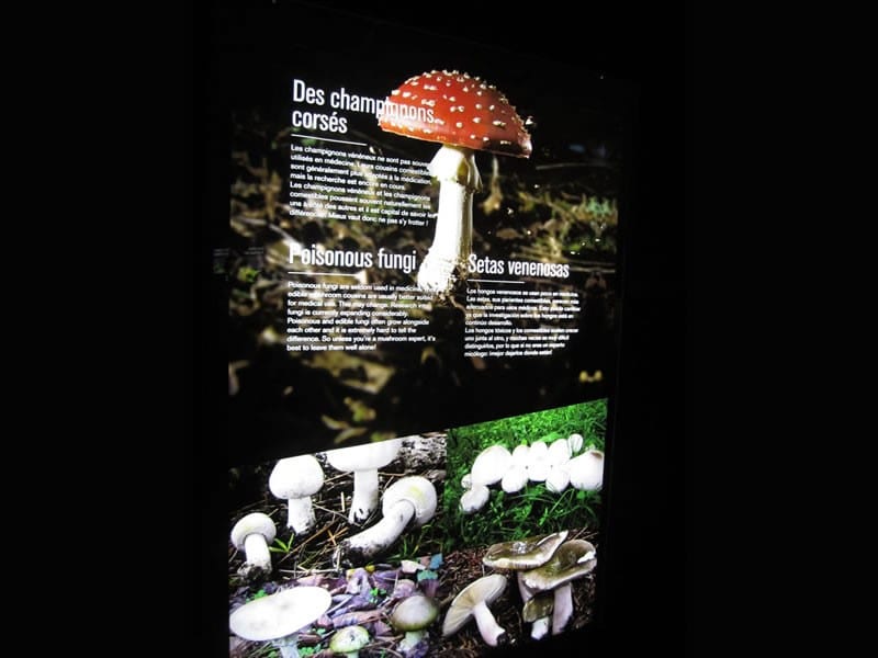 Diaporama Exposition Poison, rencontres toxiques - Méfiez-vous des champignons - Exposition Poison photo © Citazine