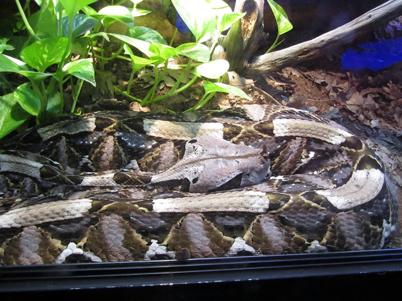 Diaporama Exposition Poison, rencontres toxiques - Il a pris la grosse tête ce serpent - Exposition Poison photo © Citazine