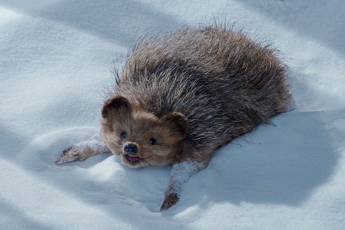 « En attendant la neige », animations de saison