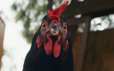 "Cocotte", poule sentimentale