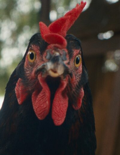 « Cocotte », poule sentimentale « Cocotte », poule sentimentale