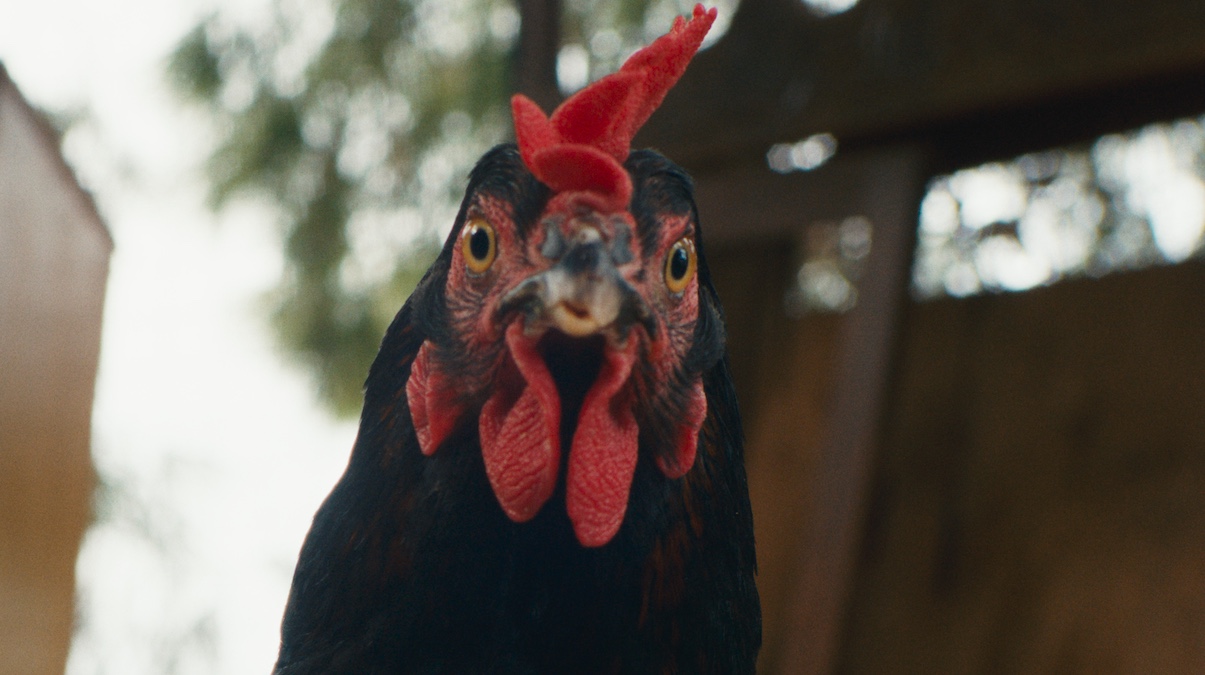 « Cocotte », poule sentimentale